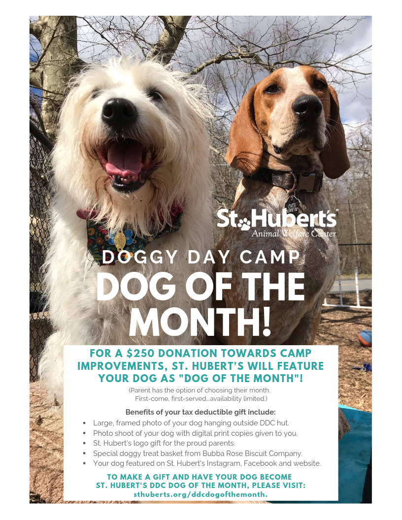 Ddc Dog Of The Month