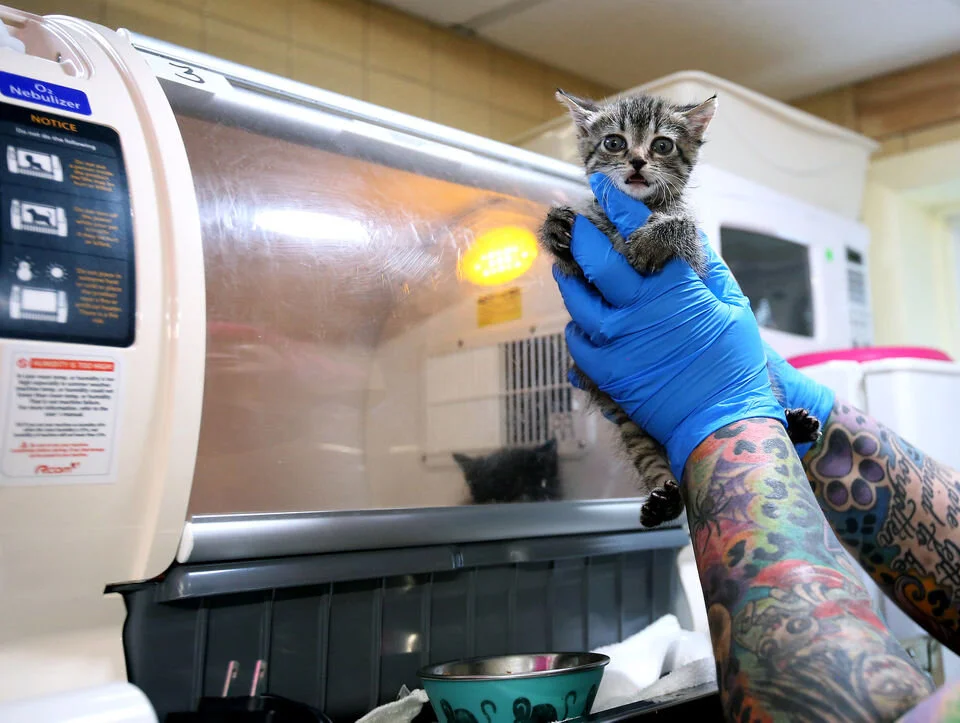 Fudge is taken out of the incubator for a bottle feeding by Sam Friedman, Monday, Sept. 30, 2019. (Lori M. Nichols | NJ Advance Media for NJ.com)