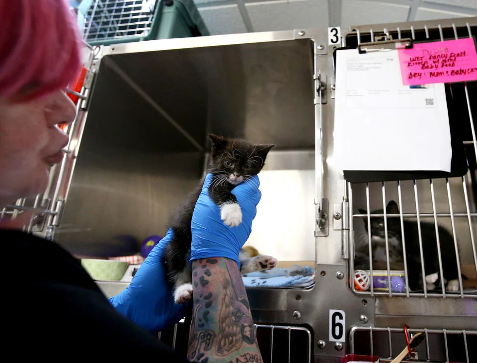 Grundgetta is taken out of her cage by Kitten Nursery manager Sam Friedman, Monday, Sept. 30, 2019. Grundgetta was found in the trash with a sibling, who was too weak to survive. (Lori M. Nichols | NJ Advance Media for NJ.com)