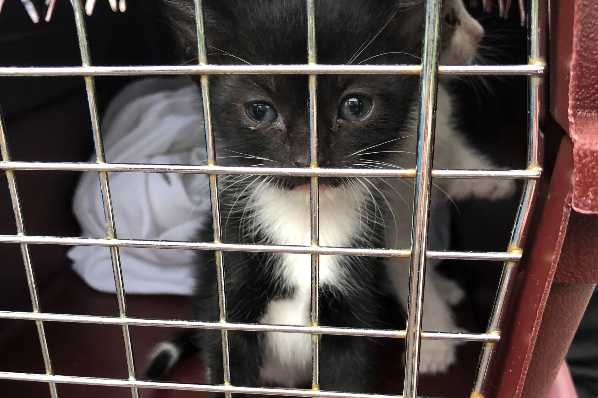 Emergency Cat Rescue