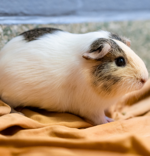 do guinea pigs get along with dogs