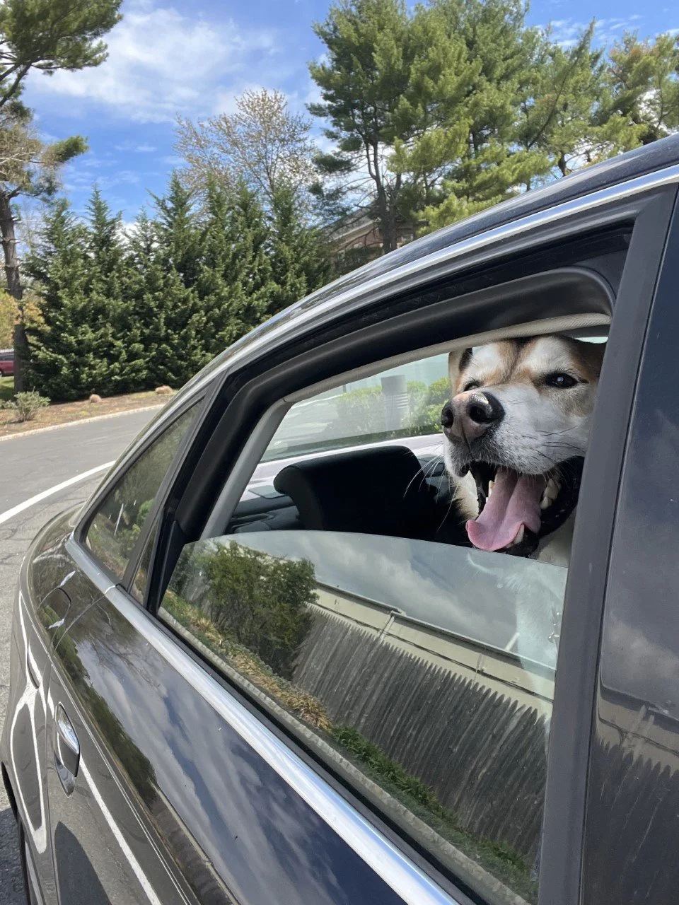   Sign up to foster today!   Can you offer a homeless animal a temporary place to stay?   SIGN UP TO FOSTER  