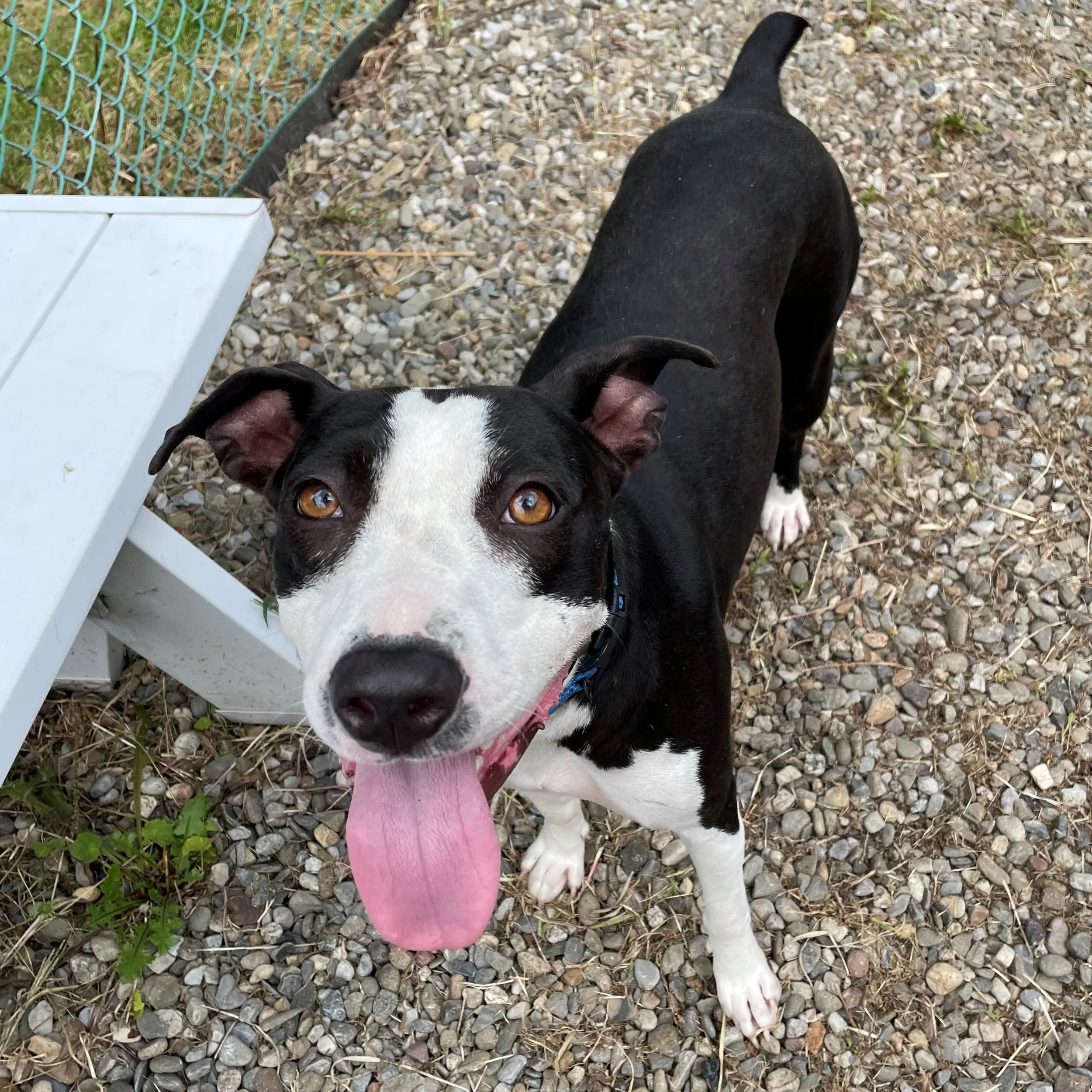 Dog Adoption Event at our Noah's Ark Center
