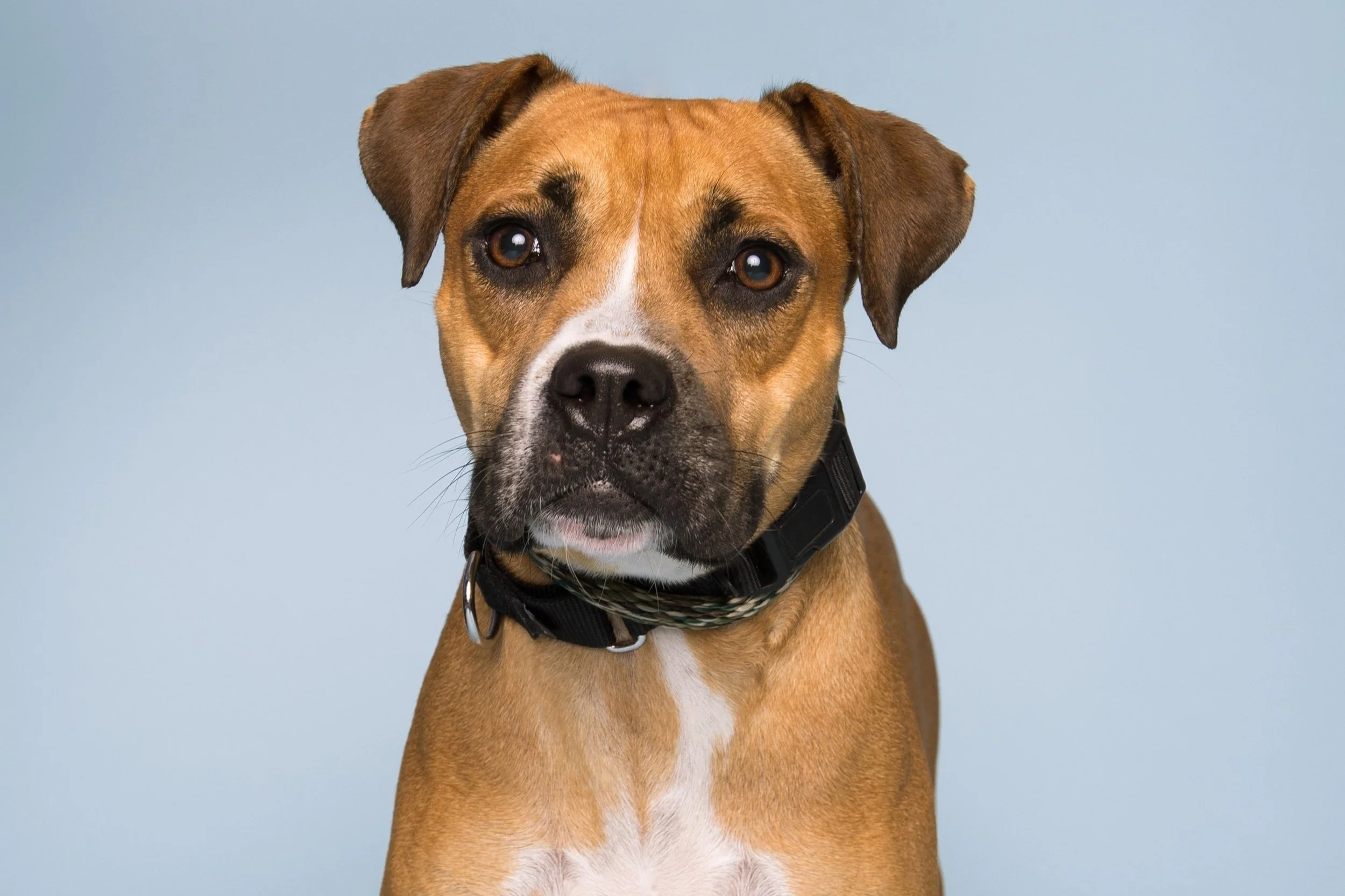 Dog Adoption Event at our Noah's Ark Center