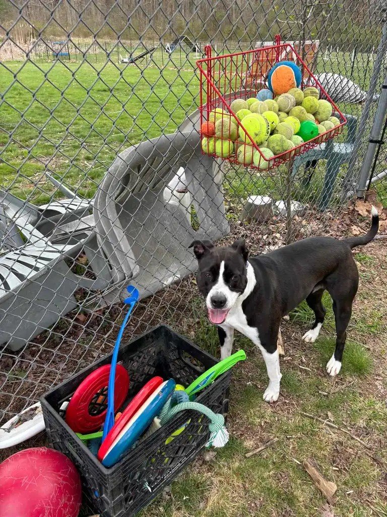 Dog with toys.jpg