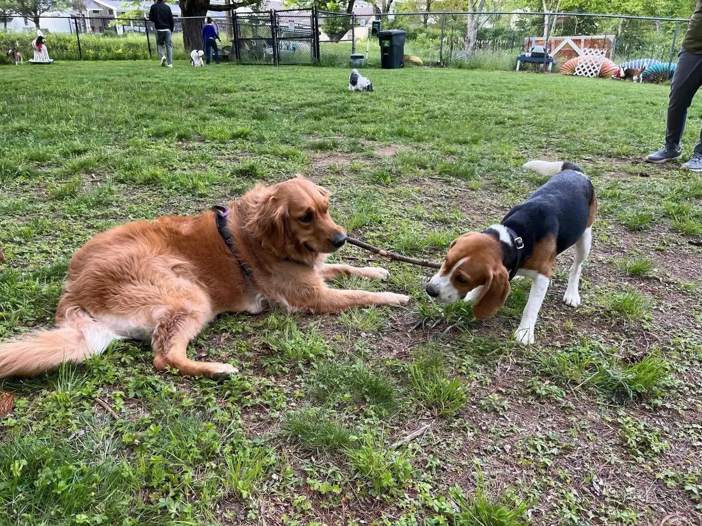 Beagle party 2.jpg
