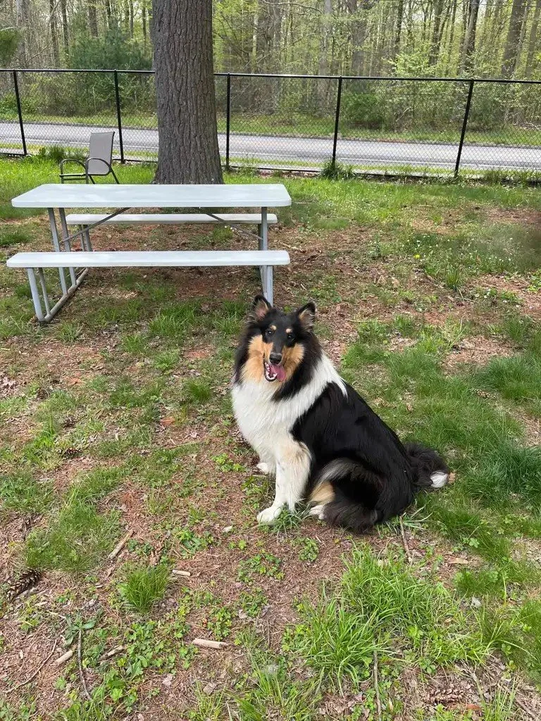Saffy picnic table.jpg