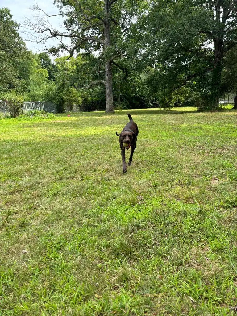 SS Dog running.jpg