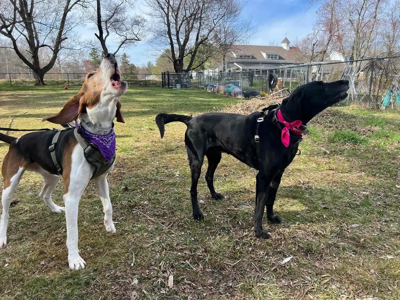 Sniffspot howlers.jpg