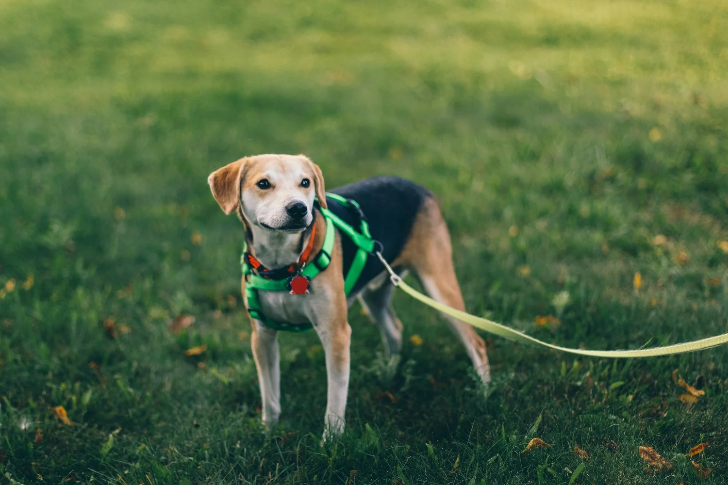 St Huberts Dog Training