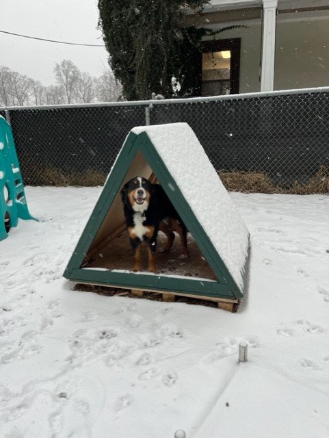 Bear snowy tent.jpg