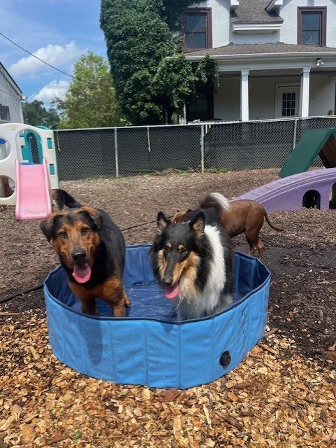 Rosie and Saffy in pool.jpg