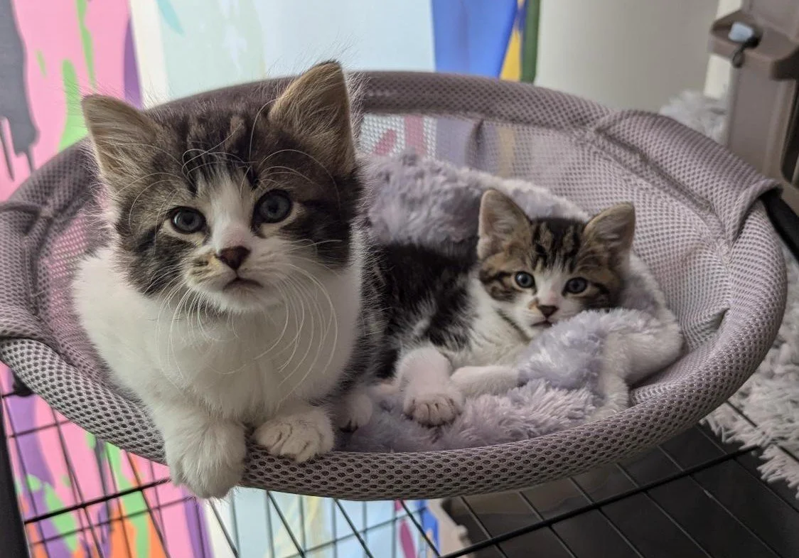 Kitten College training session