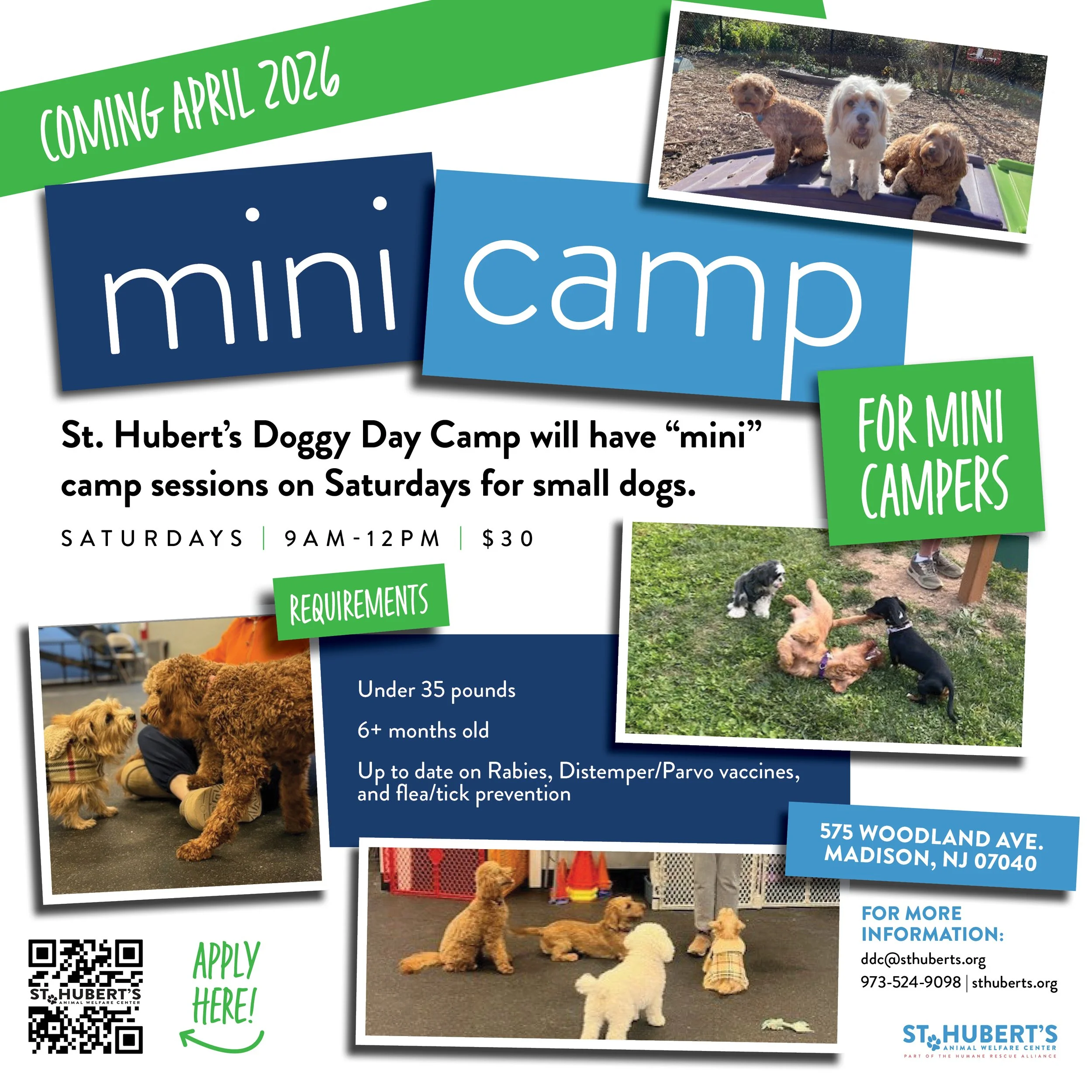 Doggy Day Camp: Saturday Mini Camps