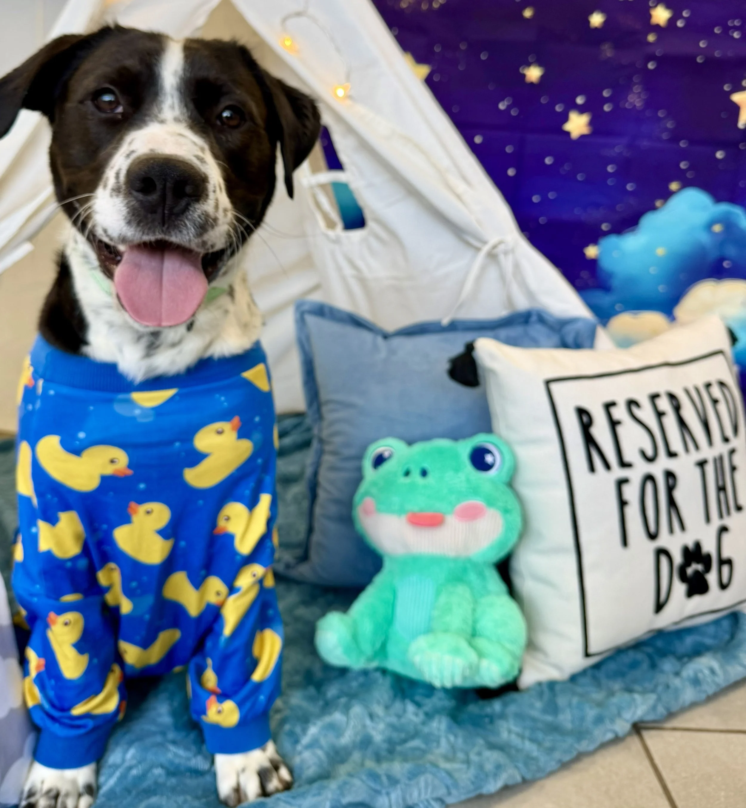 Shelter Slumber Pawty!