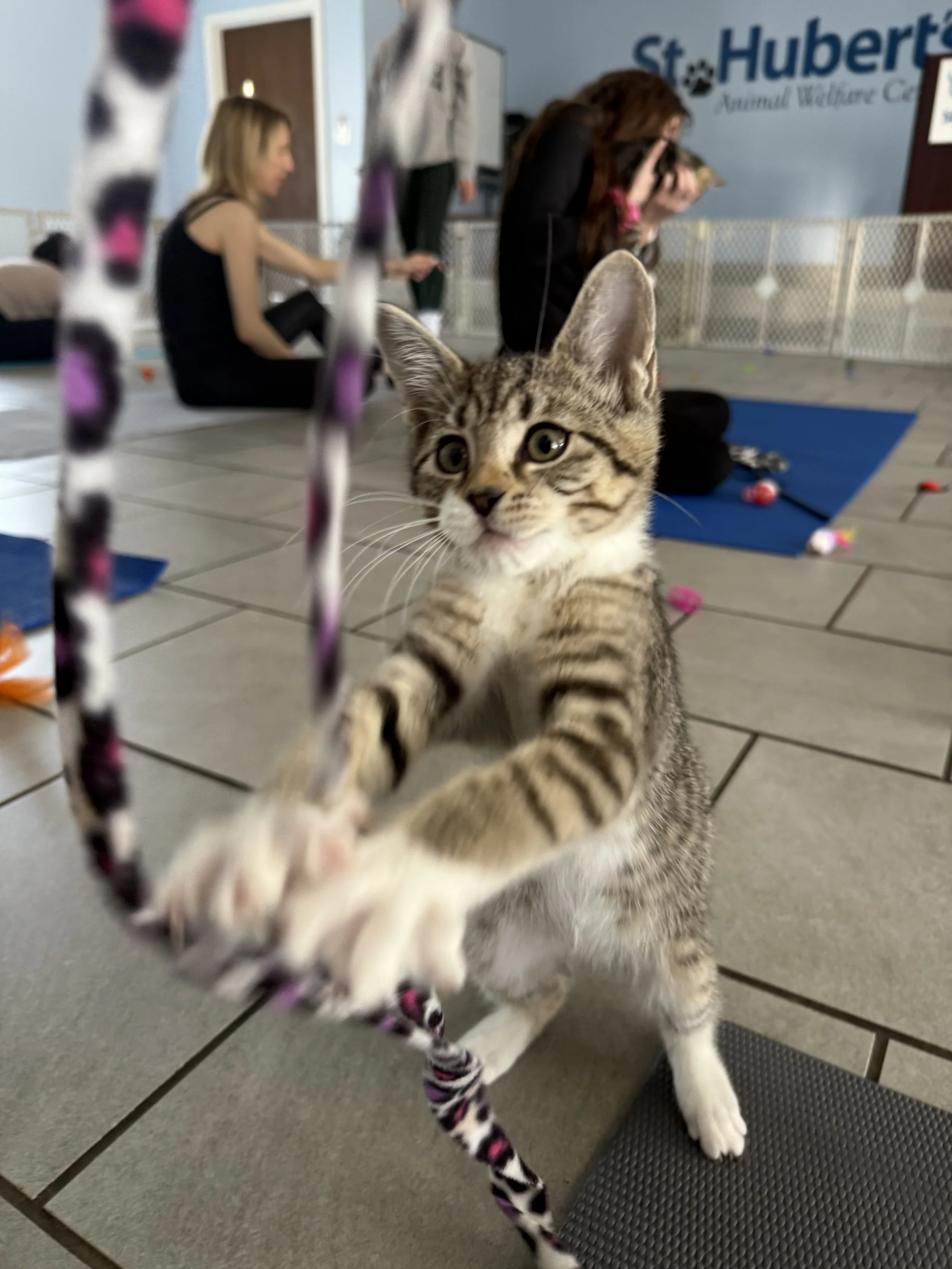 Kitten Yoga