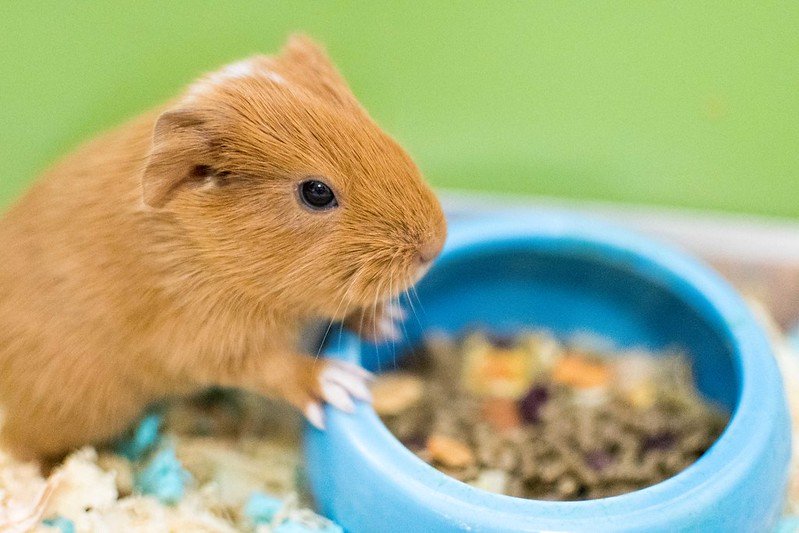 do guinea pigs get along with dogs