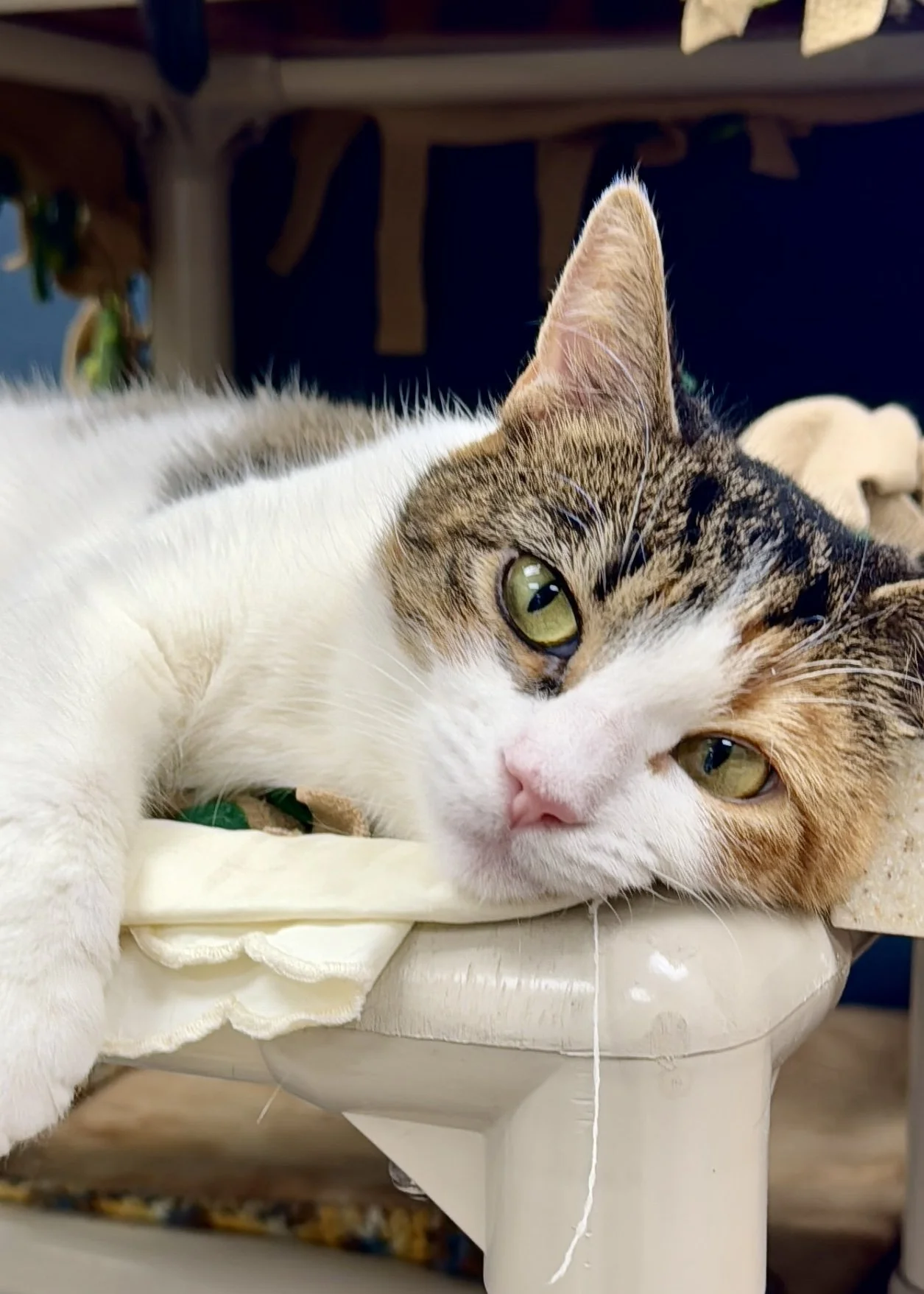 2026 St. Huberts Pet Calendar and Photo Contest