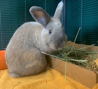 Ways You Can Donate | St. Hubert's Animal Welfare Center