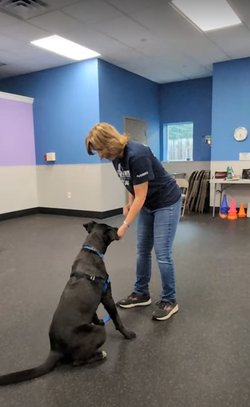 St Huberts Dog Training