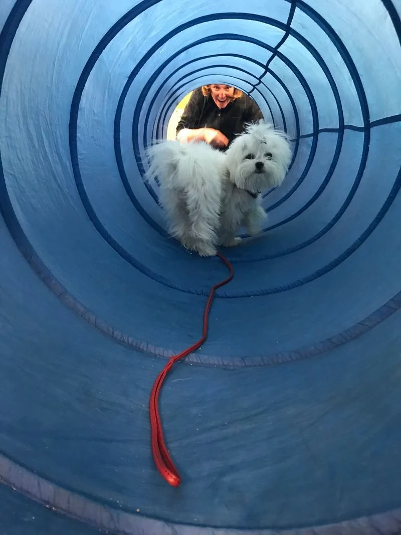 About the Dog Training Center St. Hubert's Animal Welfare Center