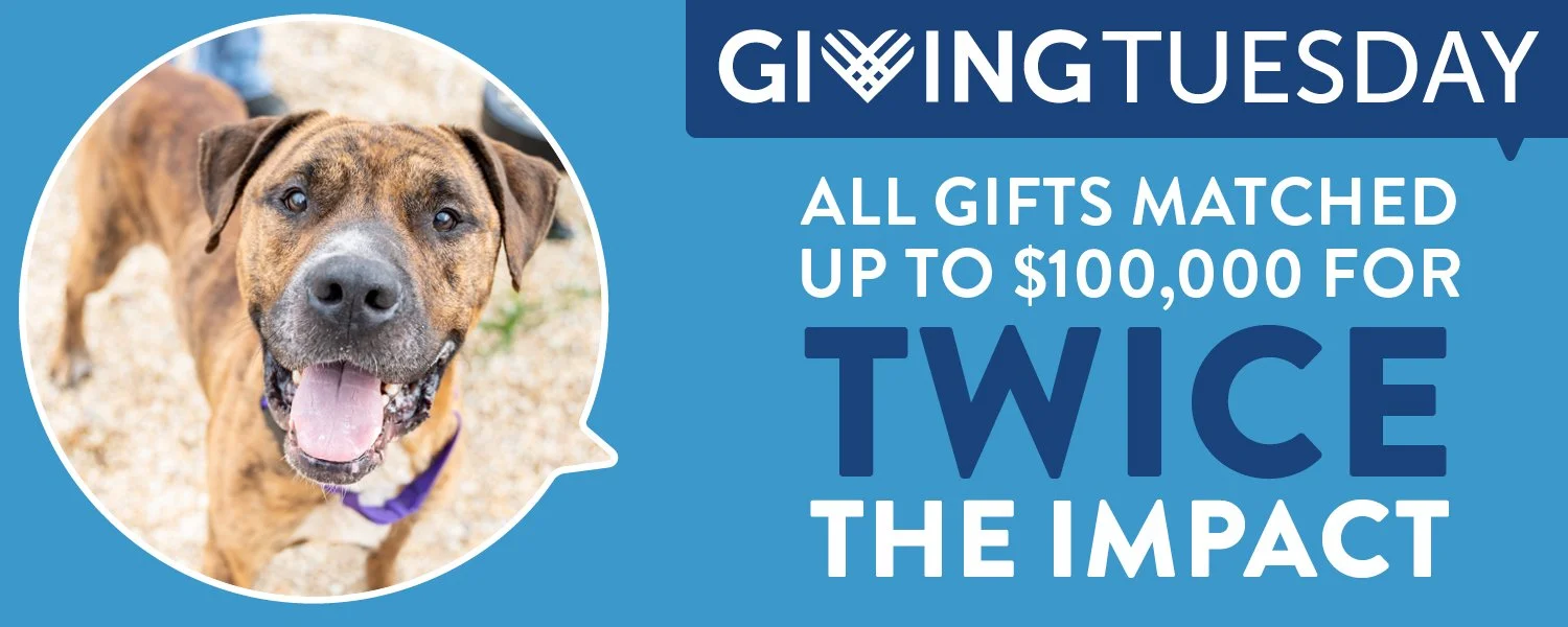 Support Us St. Hubert's Animal Welfare Center