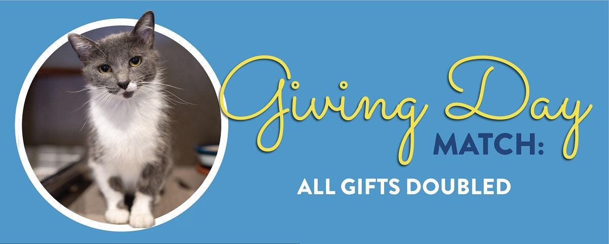 NY Mets pitcher, wife pay for all adoption fees at St. Hubert's
