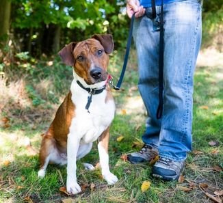 Dog on a leash