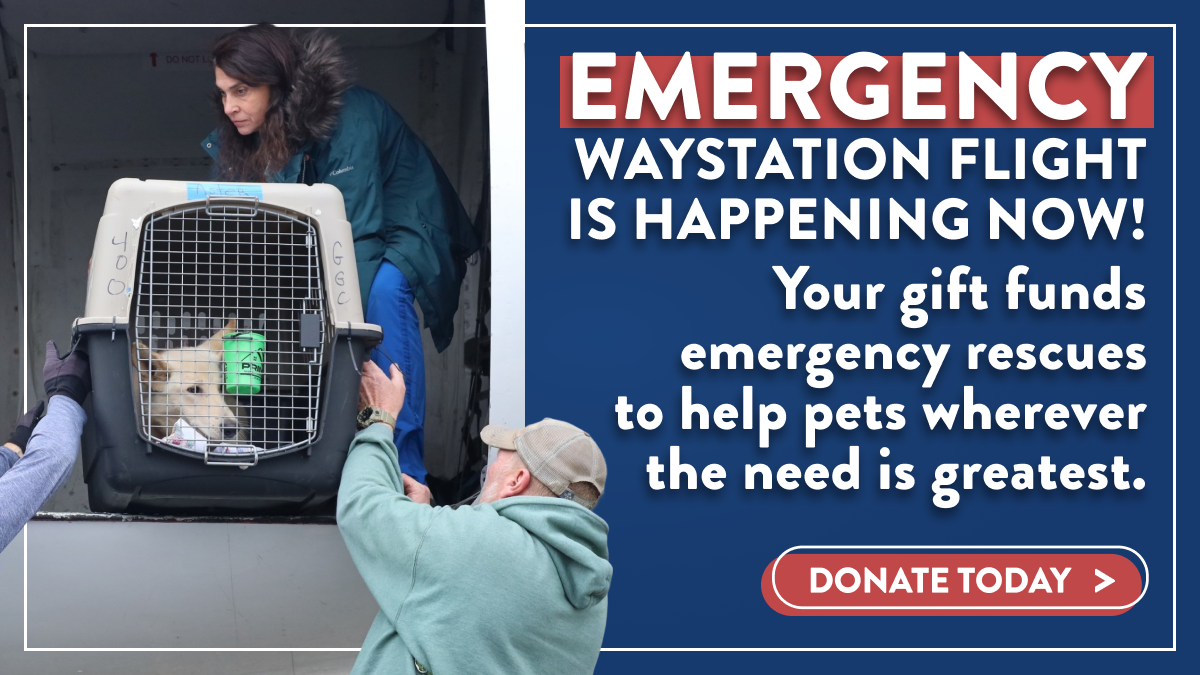 STH-FY26-May-Emergency-Lightbox.png
