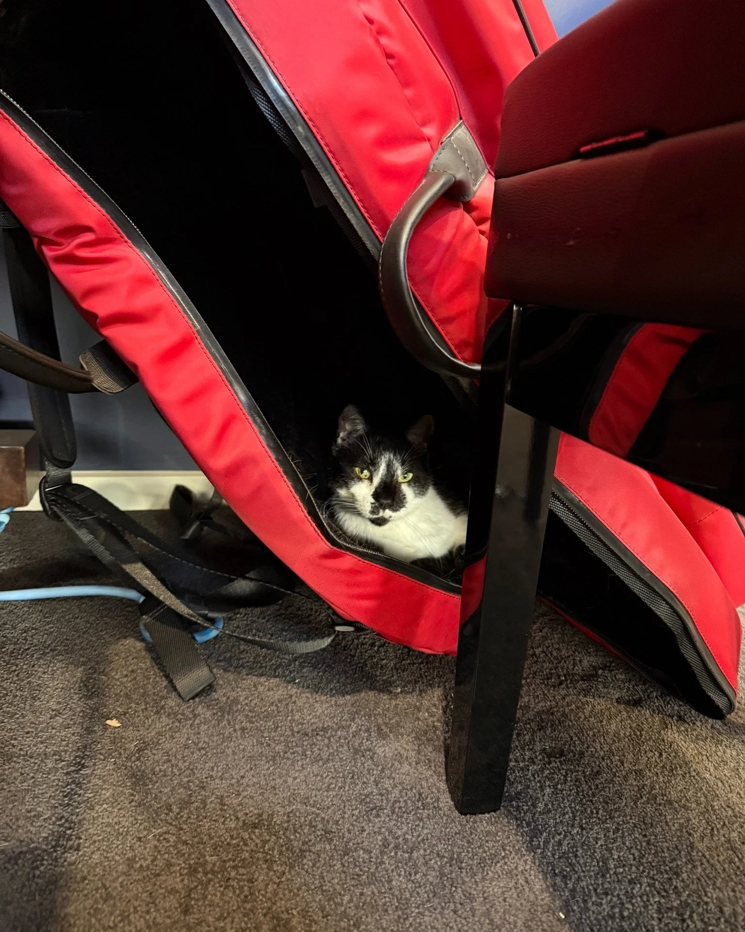 Hi everyone! Firstly, Larry loves cello case. Secondly, I've just updated my website for the first time in months. The livestream link and program notes blog from my @creativeoriginalmusicadelaide set with the amazing @keira.sound, @eltullochmusic an