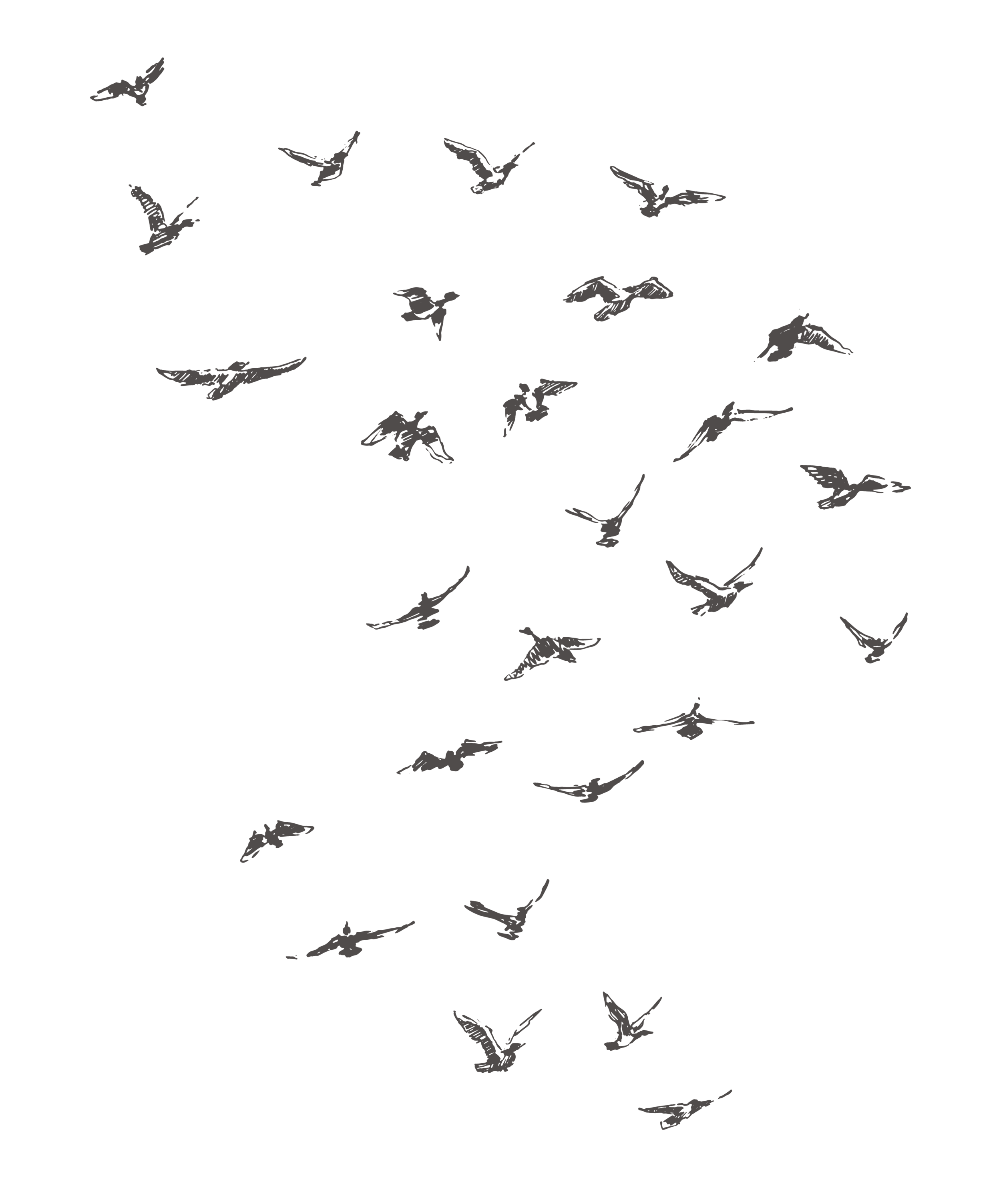 birds_001.png