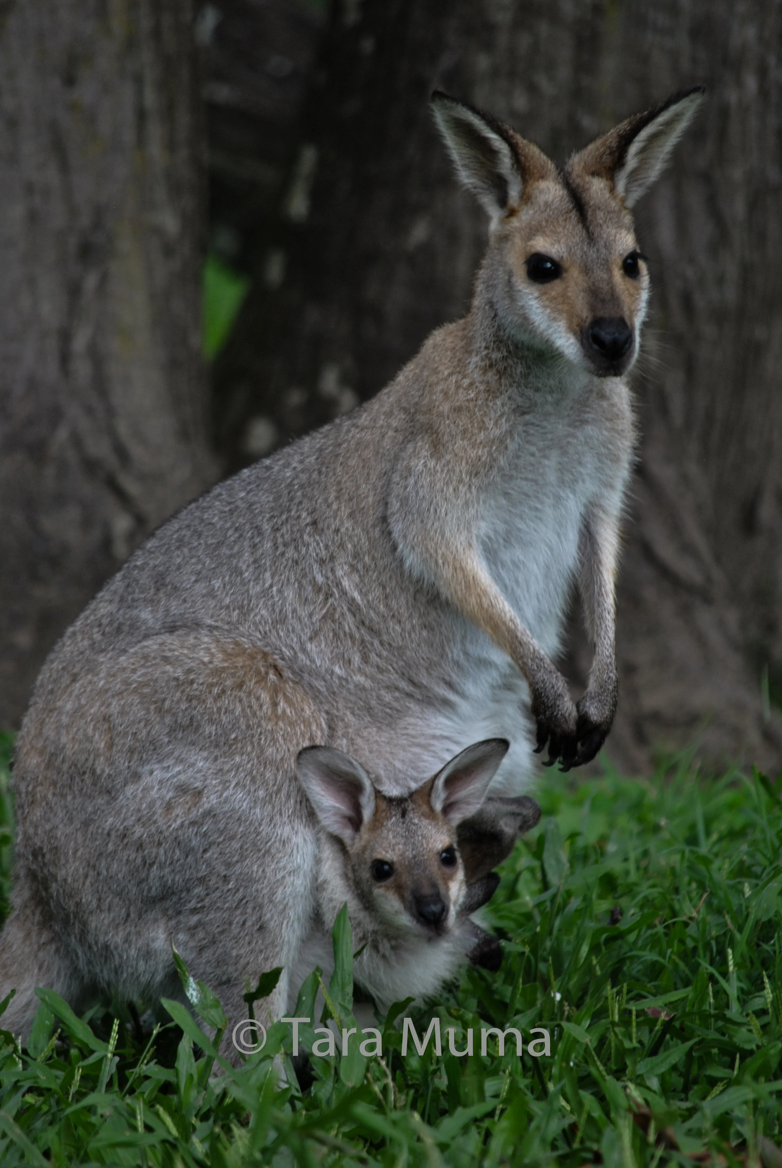 Mom and Baby