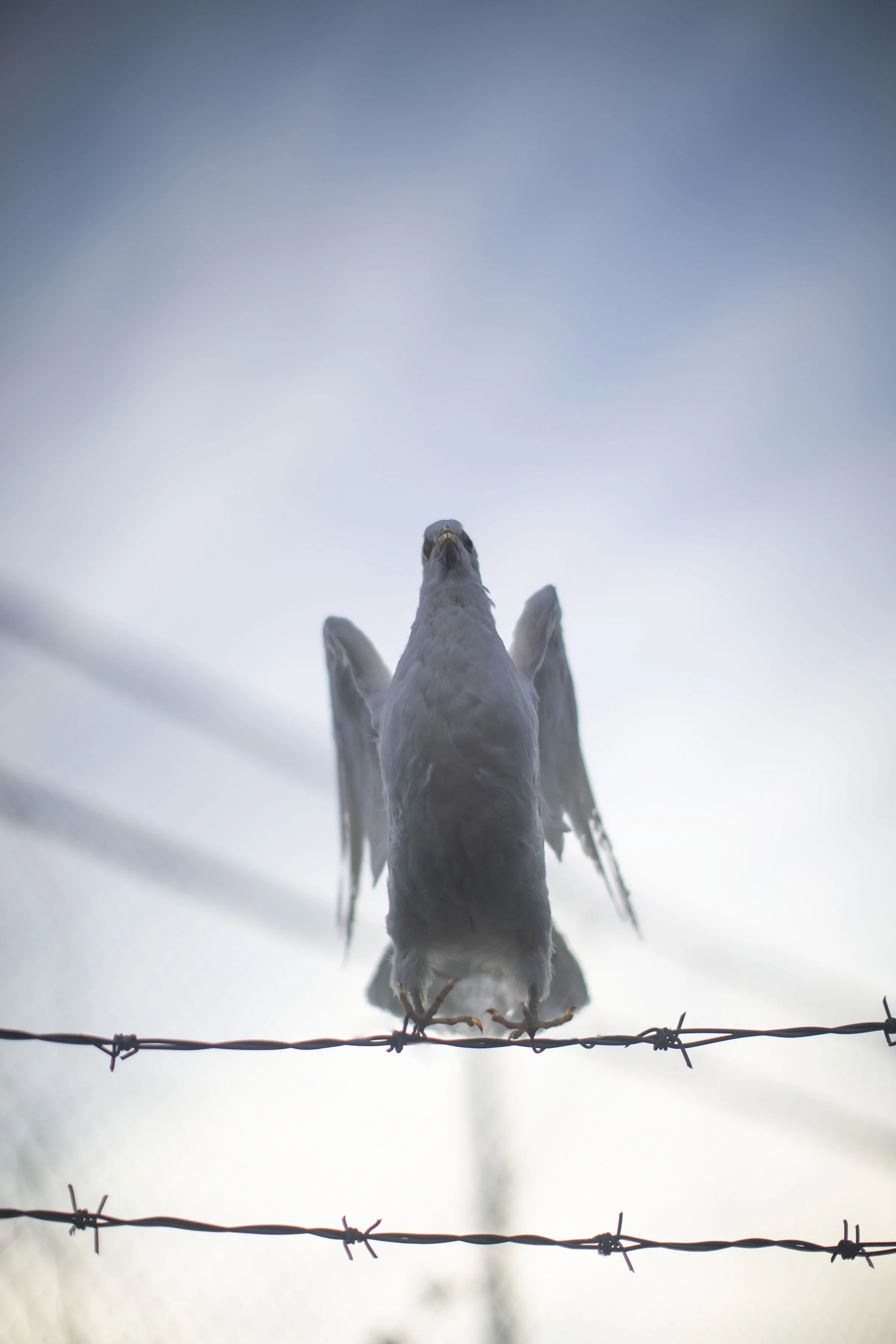 SAV_202510_LianPerez_An Ending, Ascent.jpg