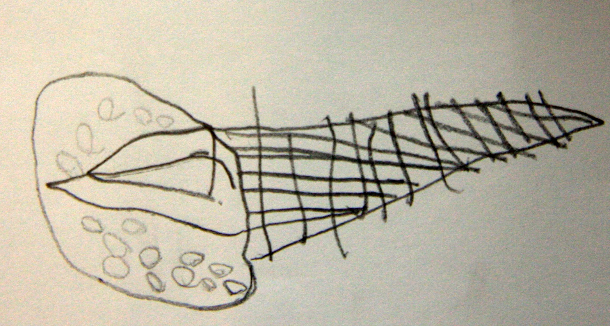 Child's Drawing of rotifer