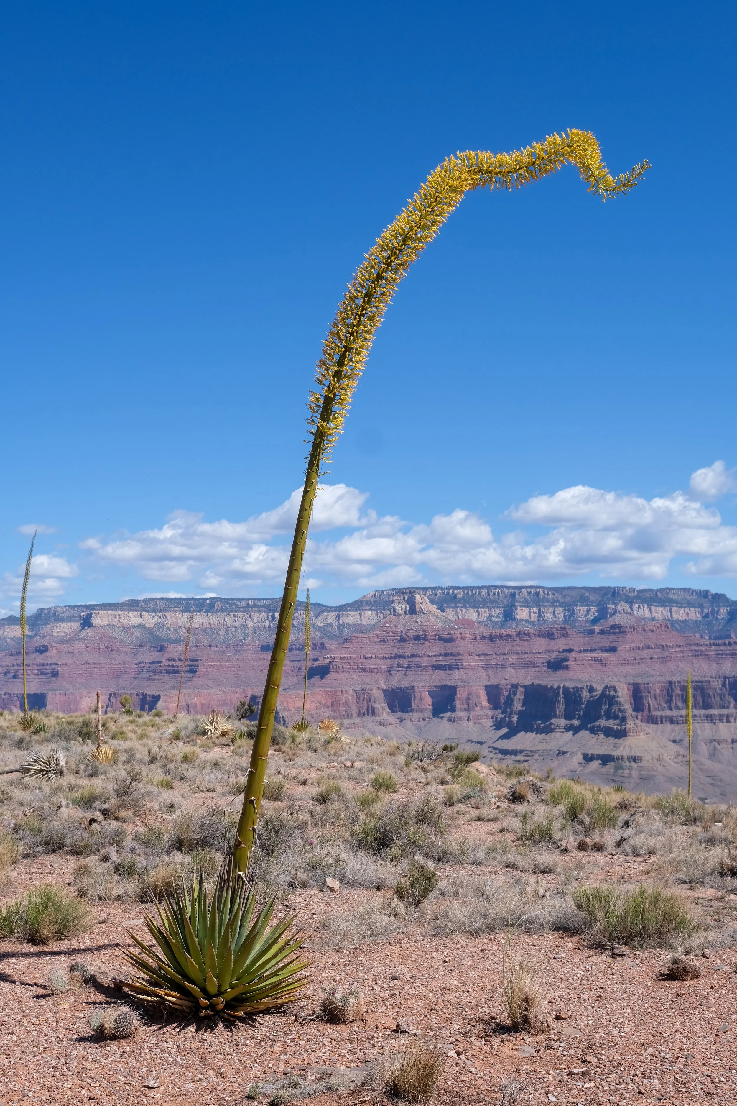 agave blooming grand canyon