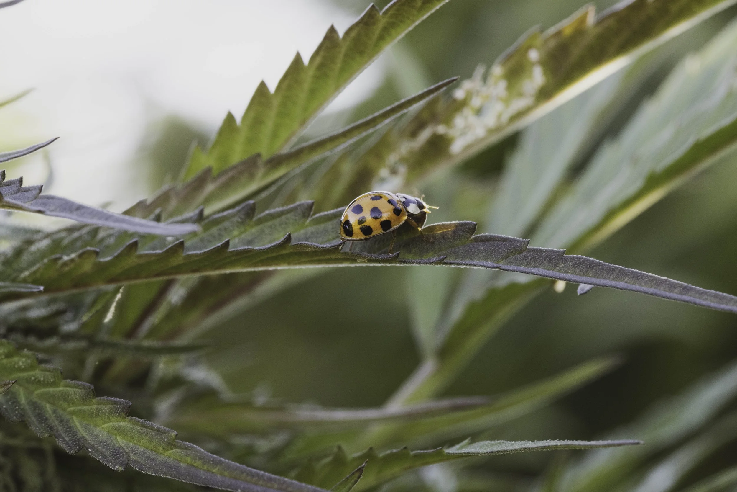 lady bug.jpg