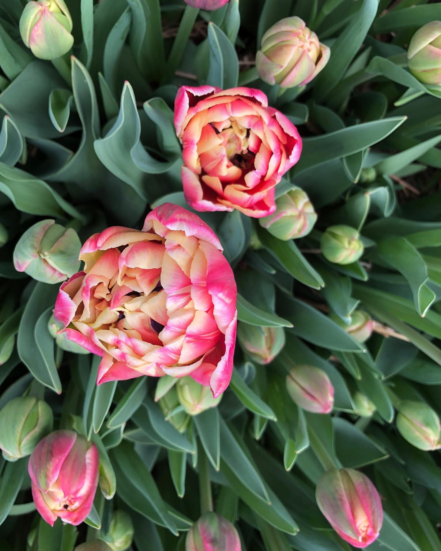 Columbus Tulips are starting to bloom! Can you believe these are tulips?

I&rsquo;ll be set up at @thebluetruckboutique&rsquo;s Girl&rsquo;s Night this Wednesday from 7 to 9 pm. Pop by for some fresh flowers, shopping and fun!