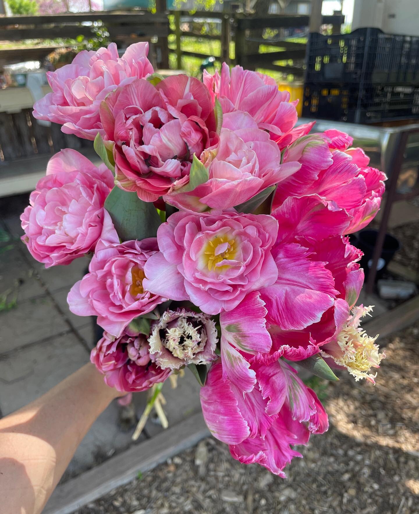 We are excited for our market at @blackanklevineyards this Saturday! We have the most gorgeous tulips right now and they&rsquo;ll be available along with many other beautiful seasonal flowers. There will be lots of other vendors, along with music, fo