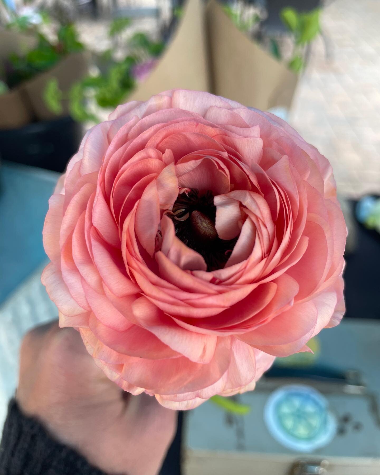 Hey all! Ranunculus is our favorite flower and with the warm spell a few weeks ago, this week is likely our last week for these beauties. Be sure to grab an arrangement from our online shop for local pick up or delivery this week (it&rsquo;s teacher 