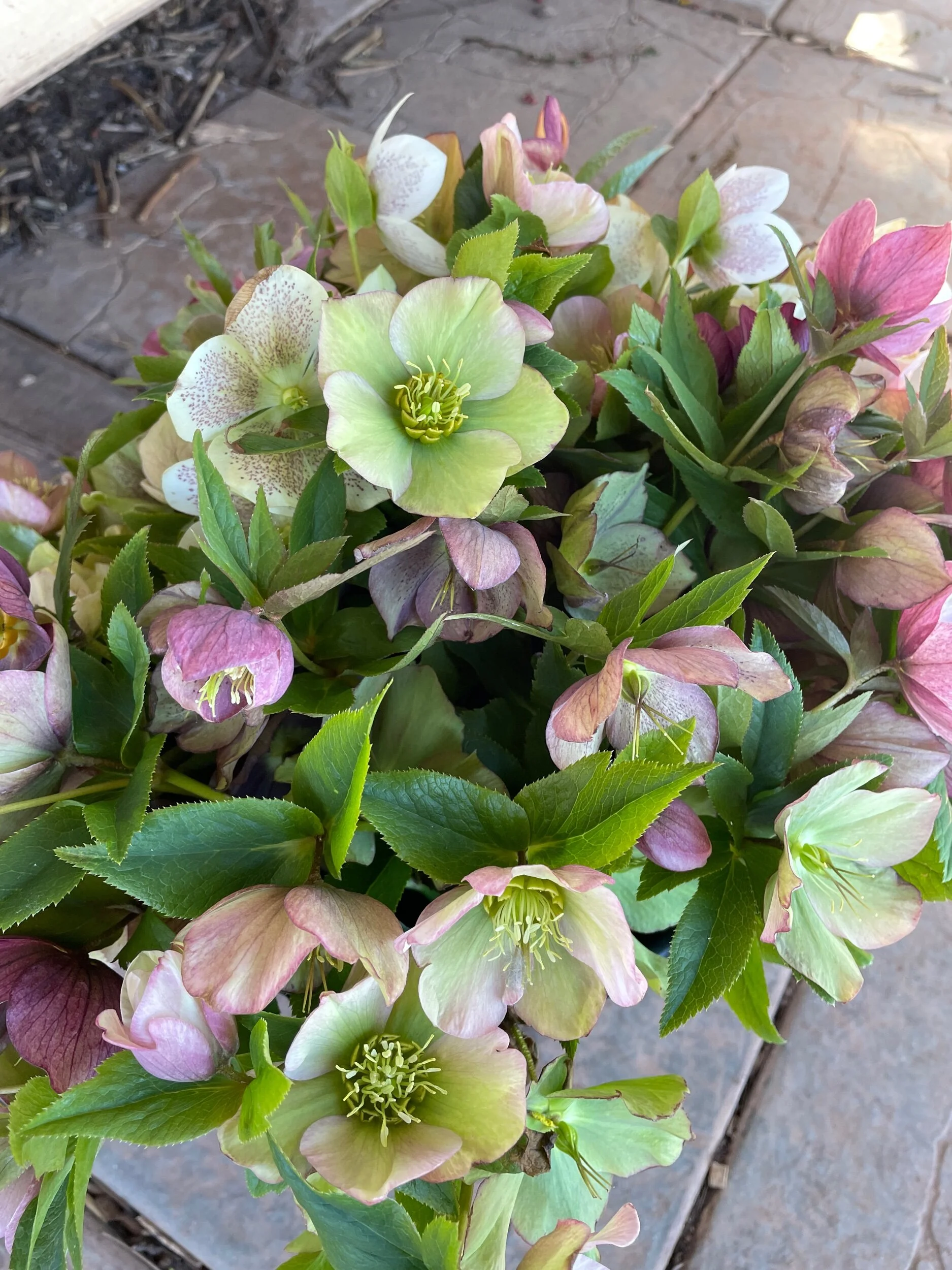 E7030911-7BE1-464B-A5C2-5942C2F1684F