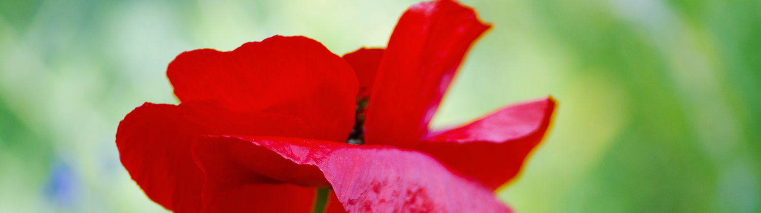 Banner17.jpg