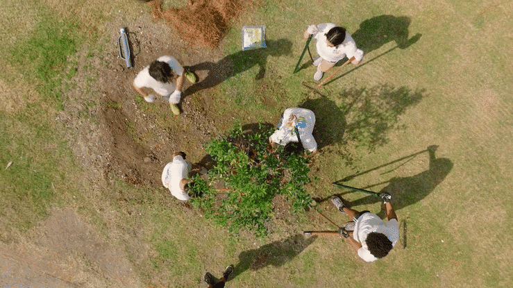 Claritin DiversiTree-high.gif