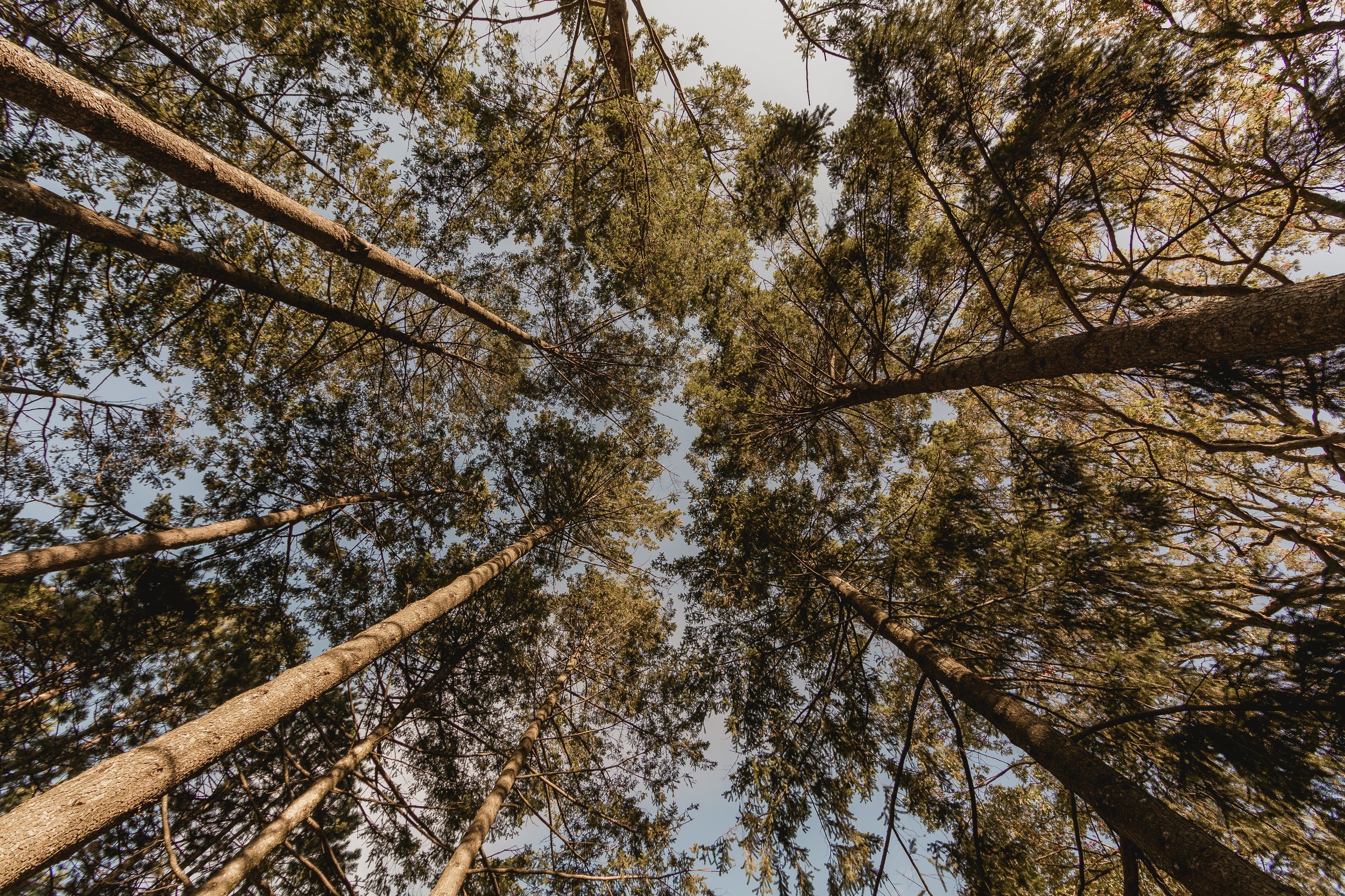 looking-up-at-pine-forest_4460x4460.jpg