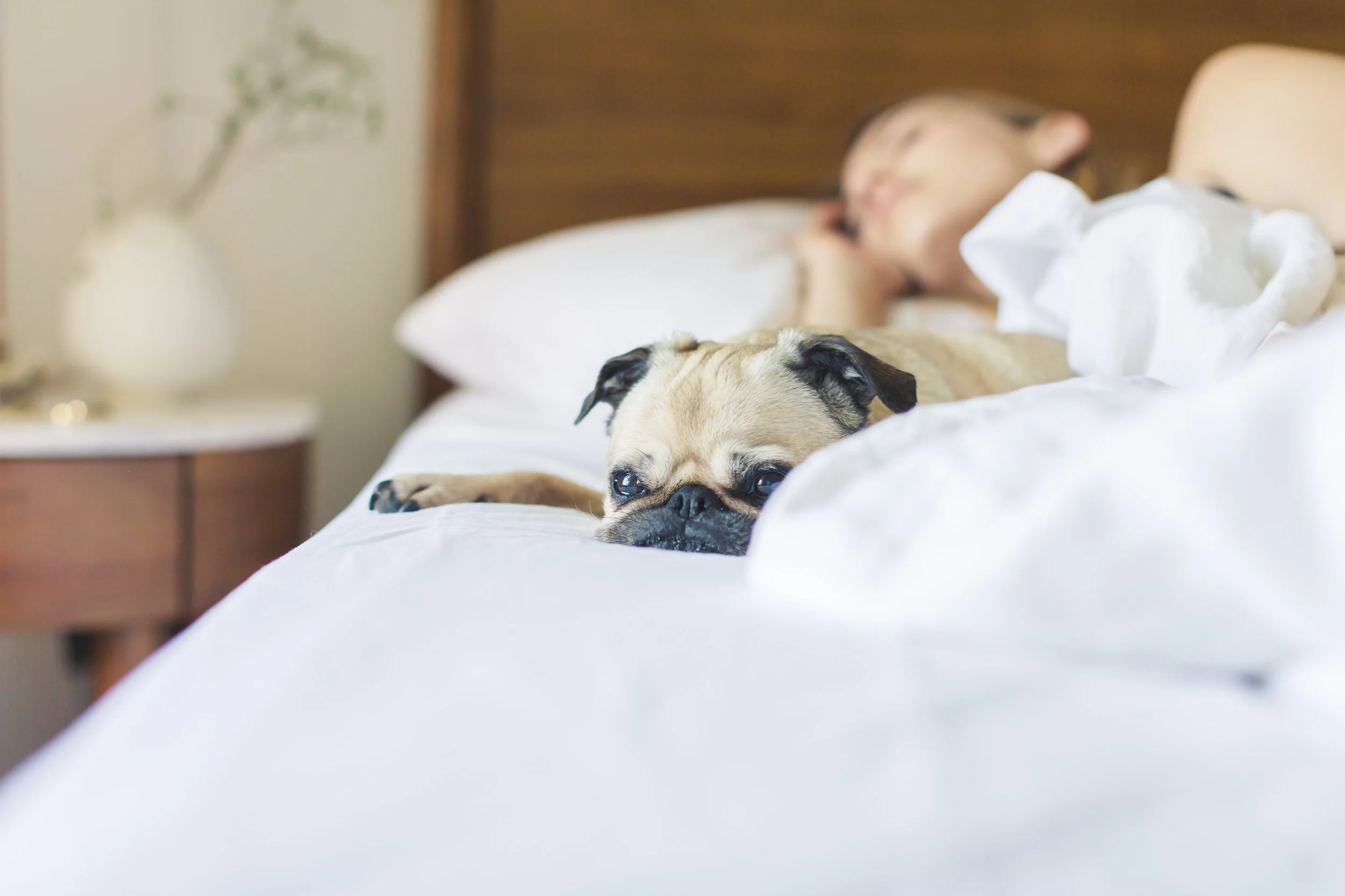 Little pug trying to sleep in bed with human