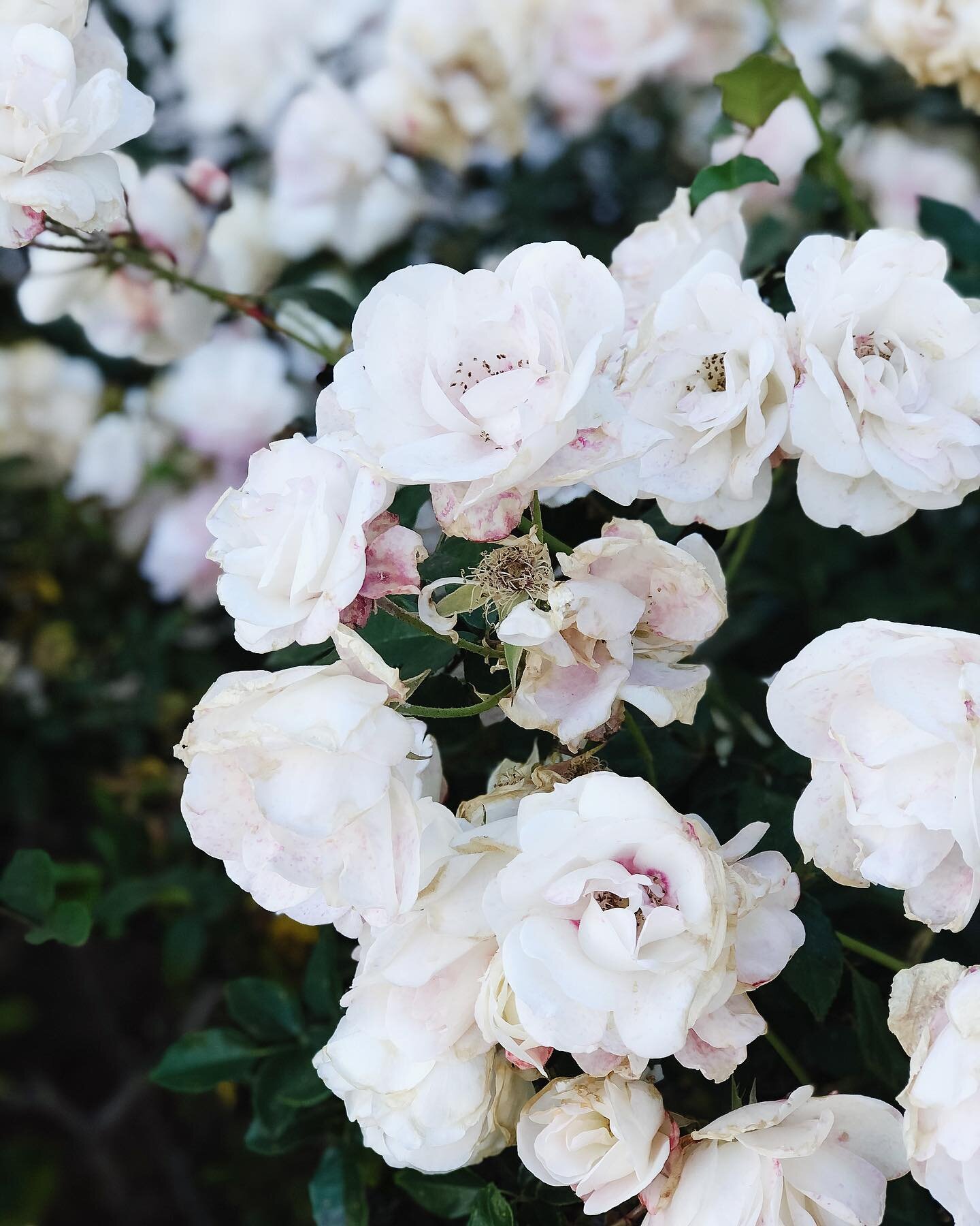 It sounds clich&eacute;, but it&rsquo;s amazing what you can experience when you open your eyes, look up &amp; around, and stop to smell the roses 💕

Snapped this gorgeous rose bush (&amp; new phone wallpaper) outside of the chiropractor&rsquo;s off