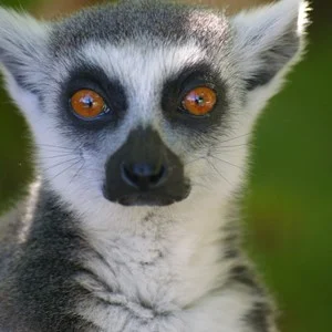 iVisit…. Battersea Park Childrens Zoo