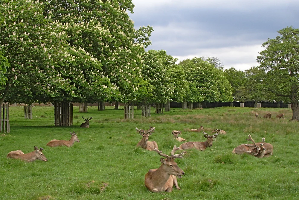 iVisit.... Bushy Park