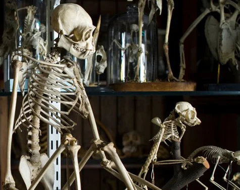 iVisit.... The Grant Museum of Zoology