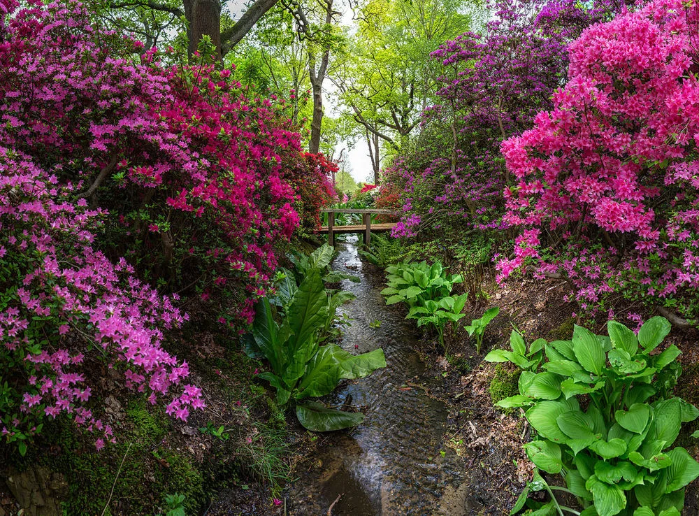 iVisit.... Isabella Plantation @ Richmond Park