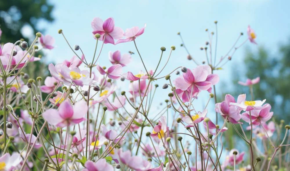 iVisit.... the Tranquil Garden Museum 